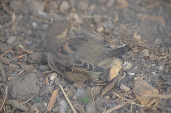 061-18-10-06-_GA1_0448-Paris-Paris